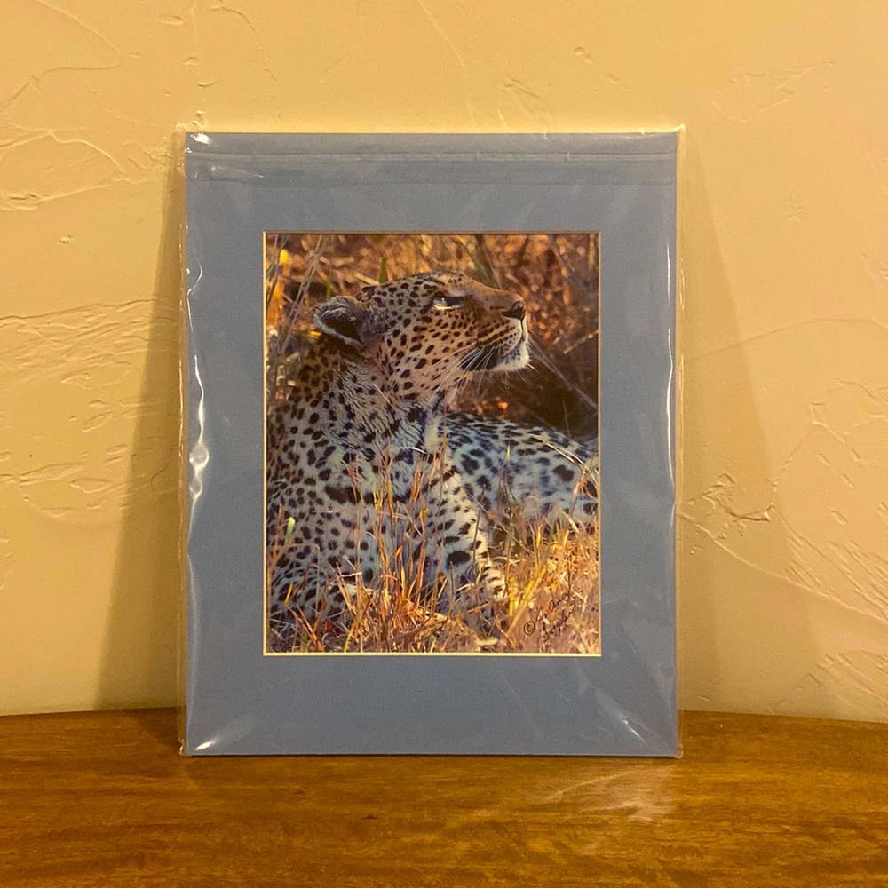 New animal photograph